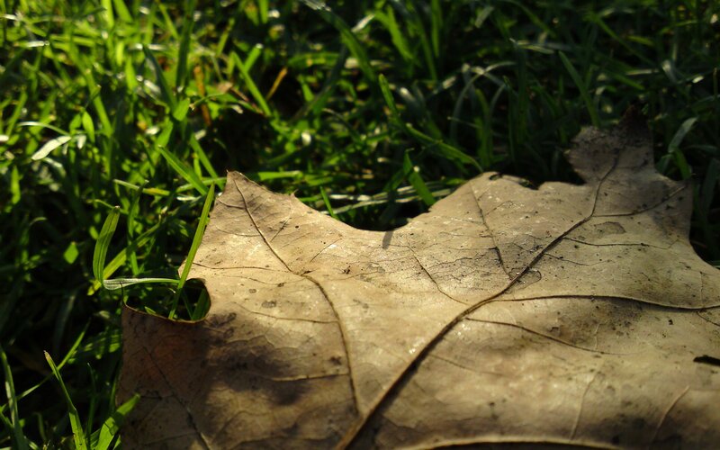 Dry Leaf on Grass — Green