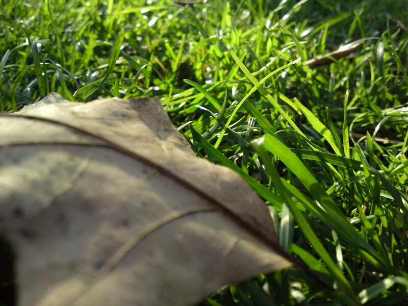 Dry Leaf on Grass