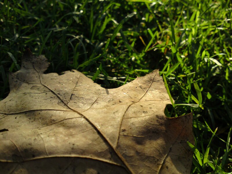 Dry leaf on green grass