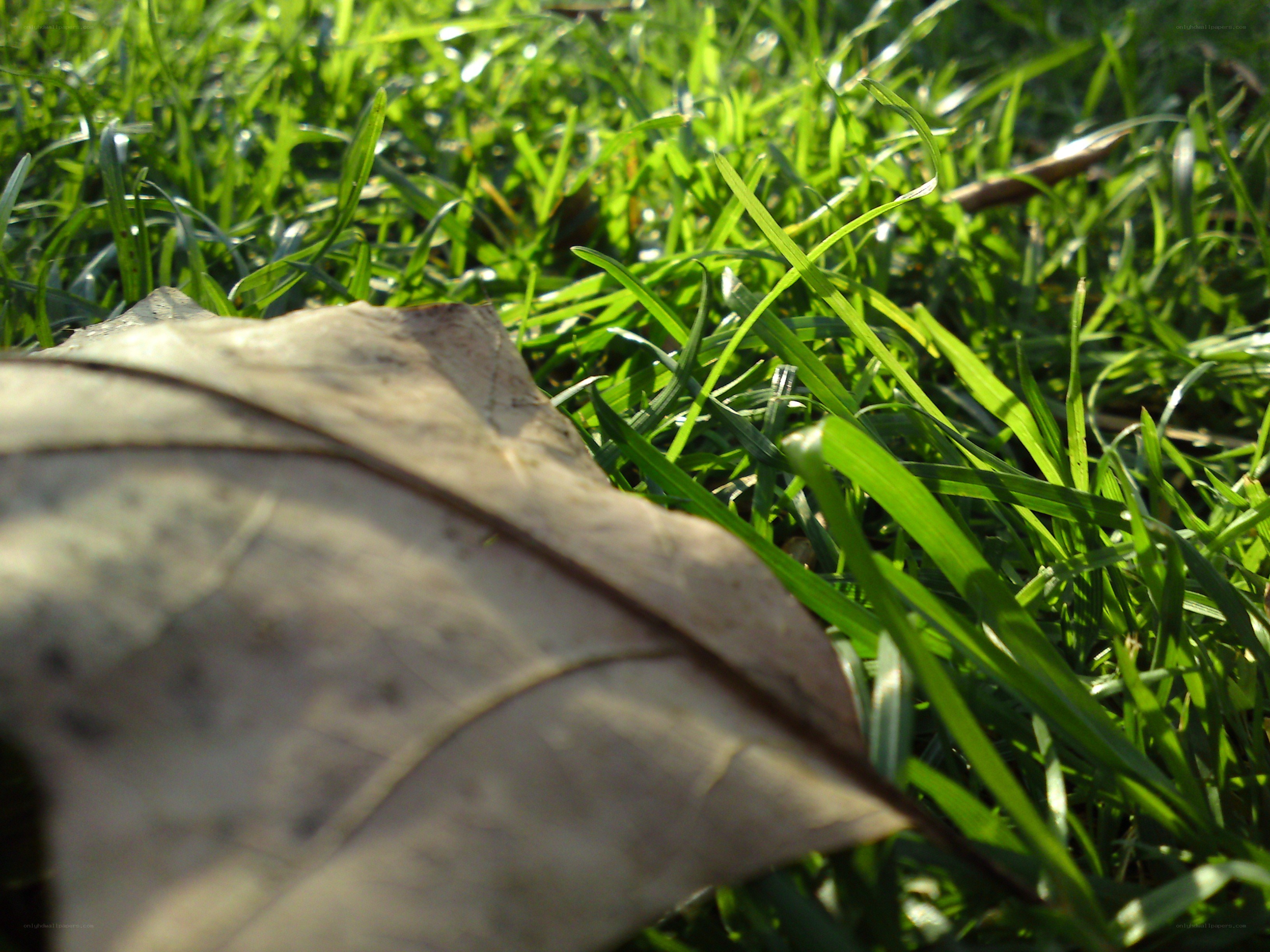 dry leaf on green grass