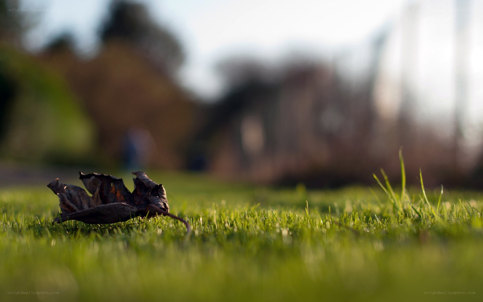 Dry leaf on green grass
