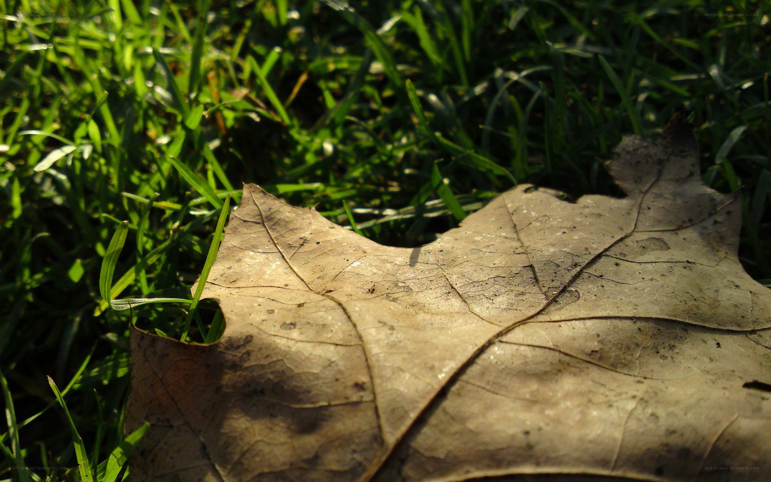 dry leaf on green grass