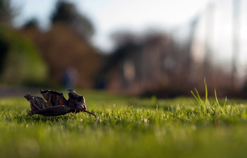 dry leaf on green grass
