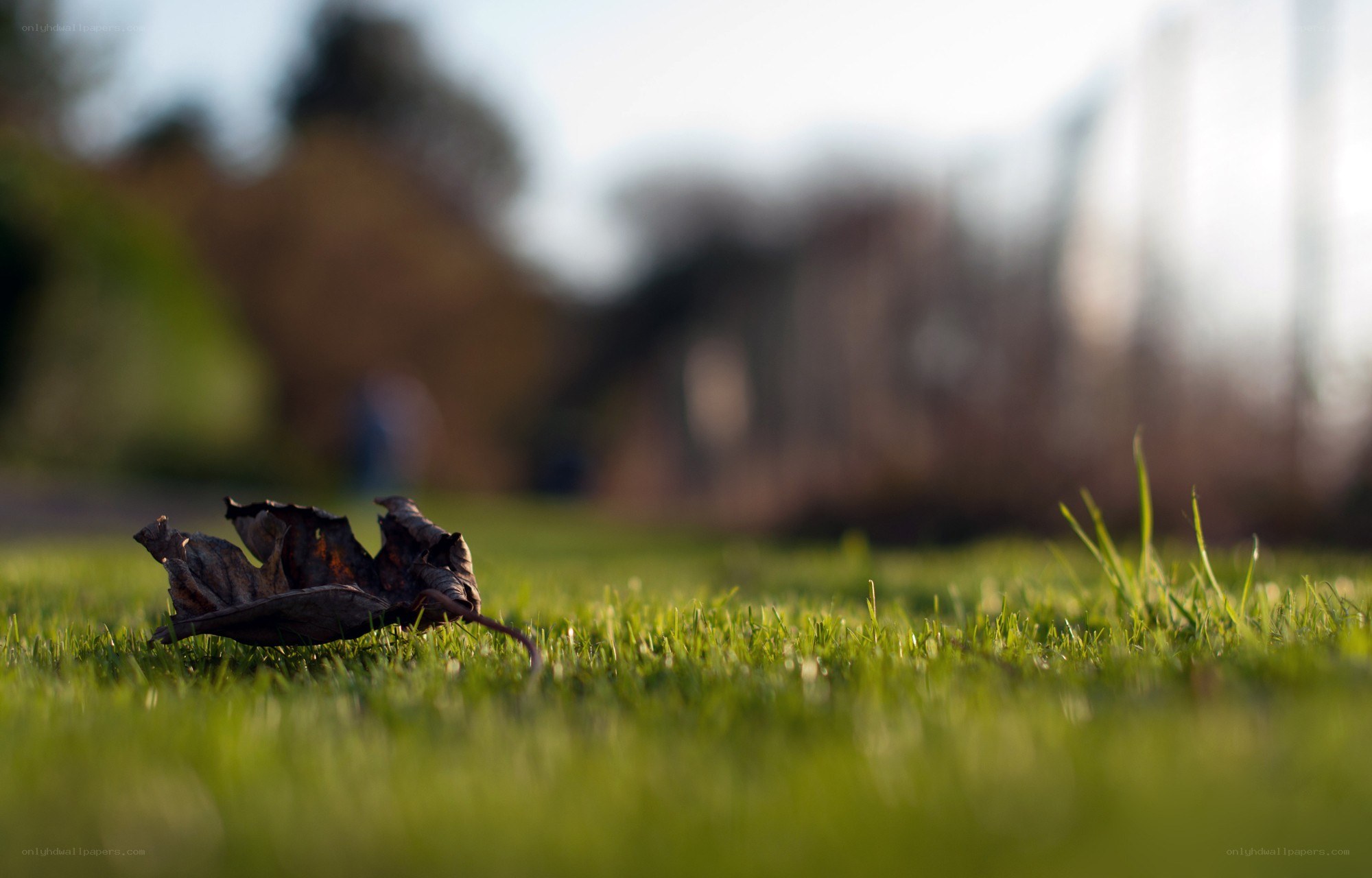 dry leaf on green grass
