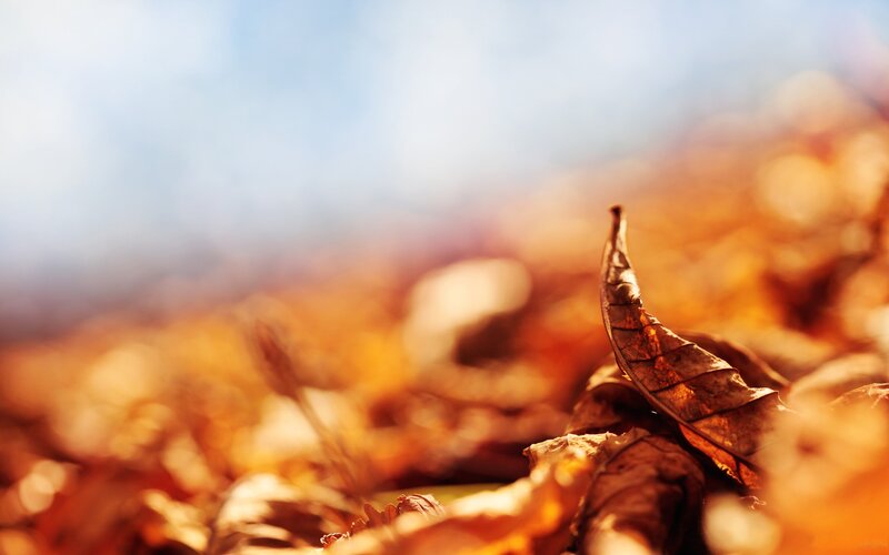 Dry Leaf on Ground — Brown, Calm