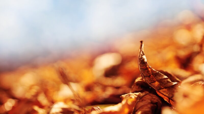 Dry Leaf on Ground — Brown, Serene