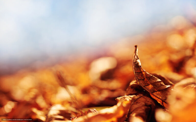 Dry Leaf on Ground