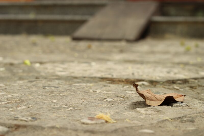 dry leaf on stone pavement