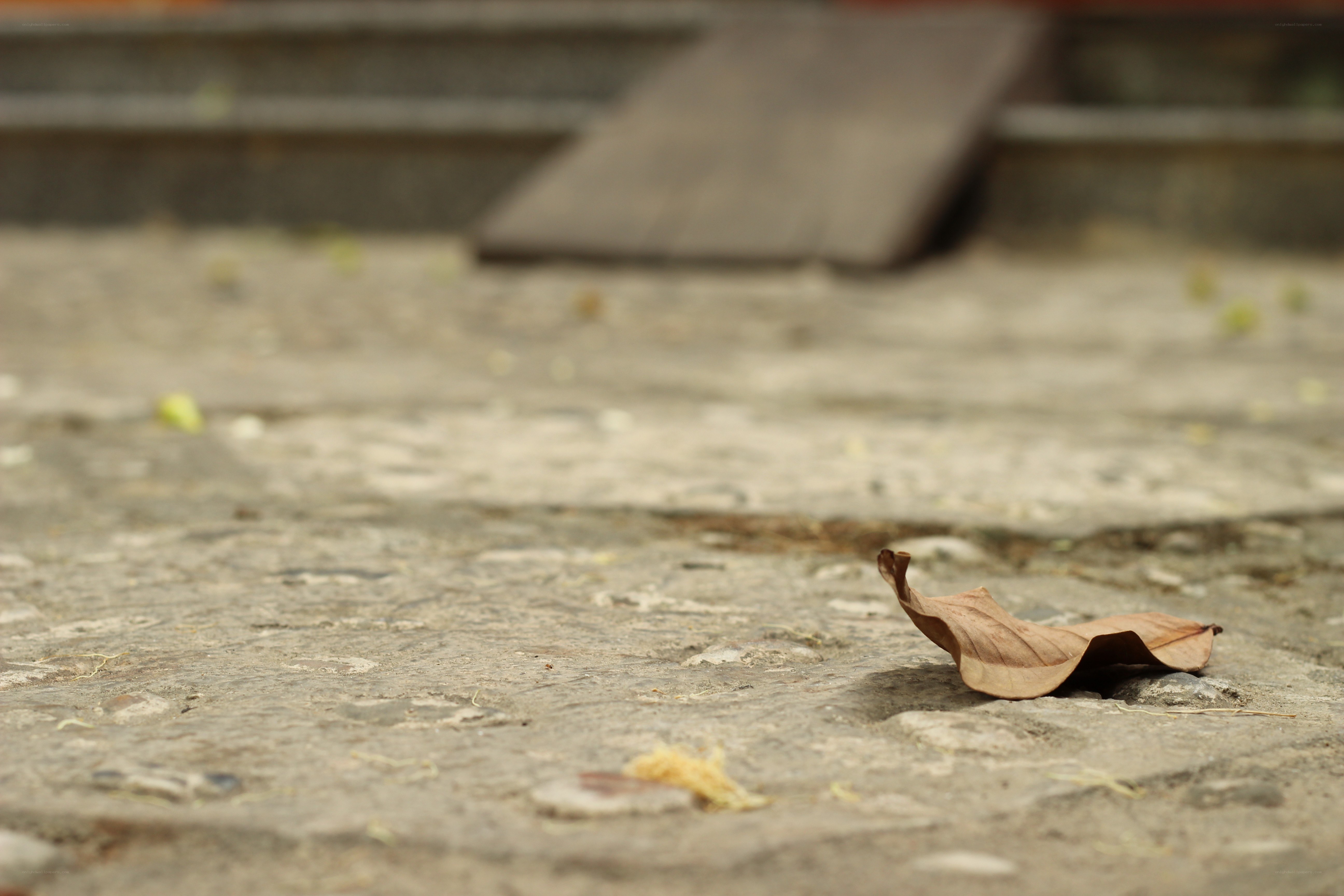 dry leaf on stone pavement