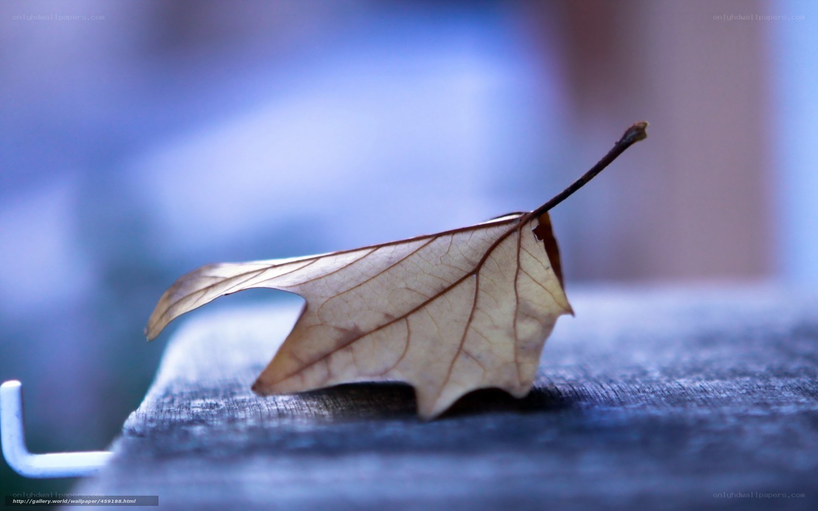 dry leaf on wooden surface