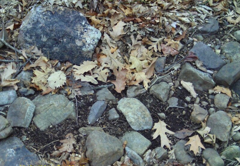 Dry Leaves and Rocks