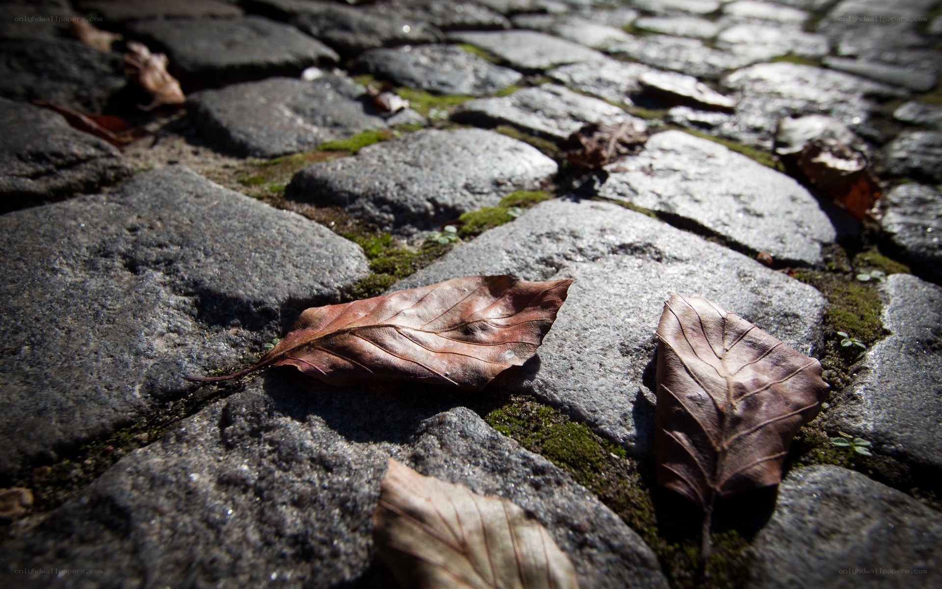 dry leaves on cobblestones