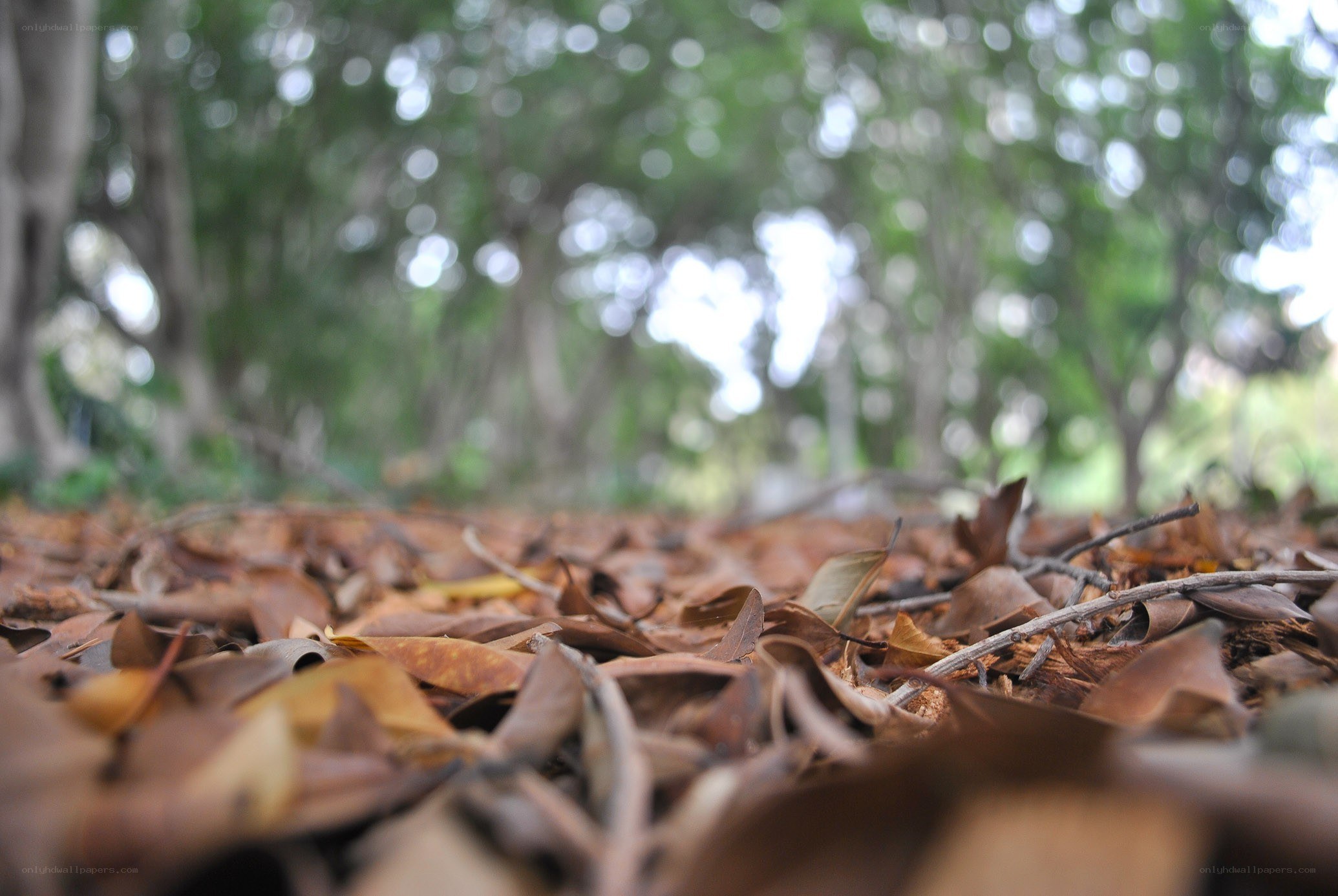 dry leaves on forest floor