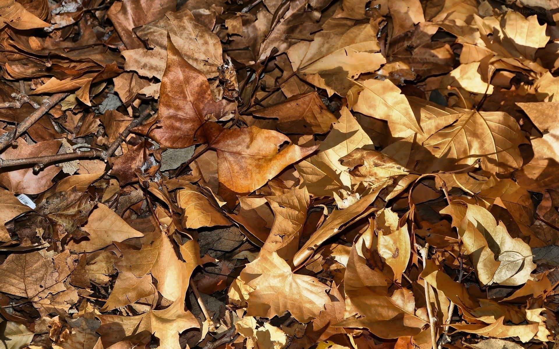 dry leaves on forest floor
