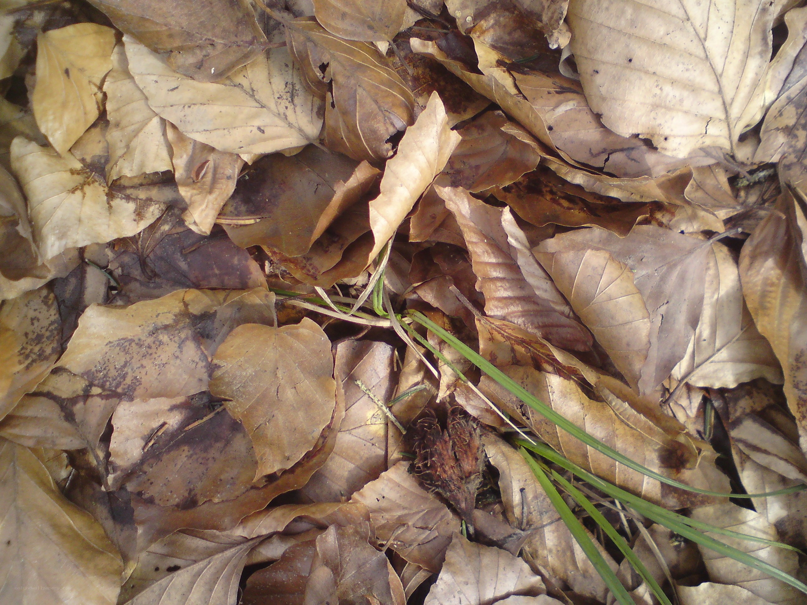 dry leaves on forest floor