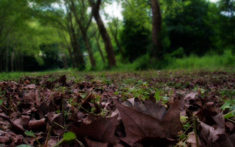 Dry Leaves on Forest Floor — Brown, Serene, Autumn, Photograph, Trees, Grass