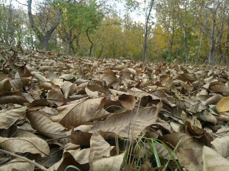 Dry Leaves on Forest Floor — Brown