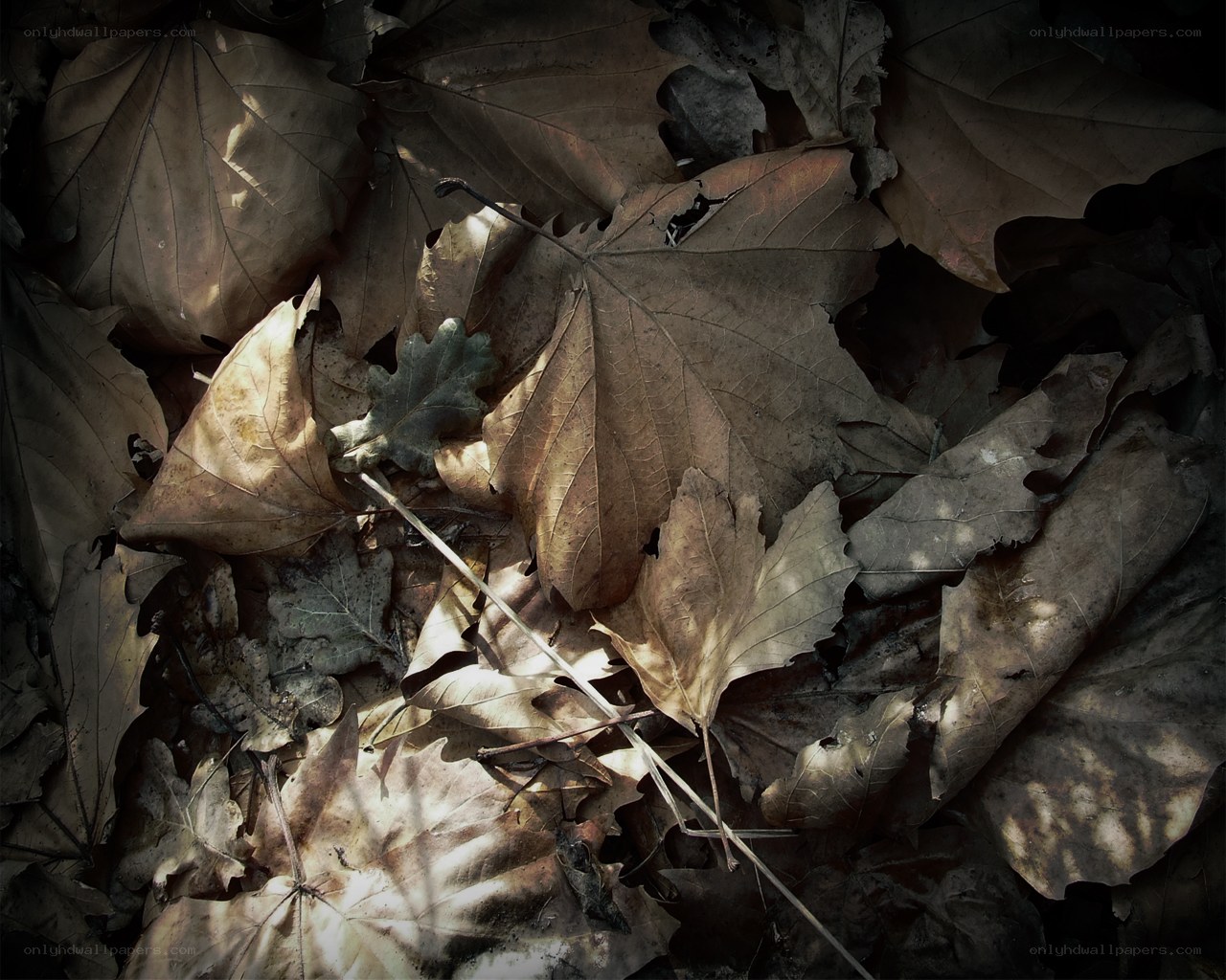 dry leaves on forest floor