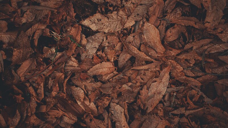 Dry Leaves on Ground — Brown, Natural