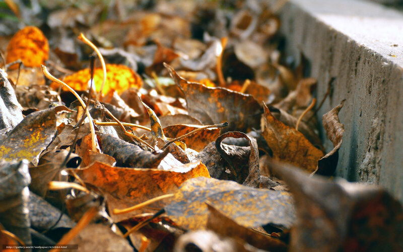 Dry Leaves on Ground — Brown