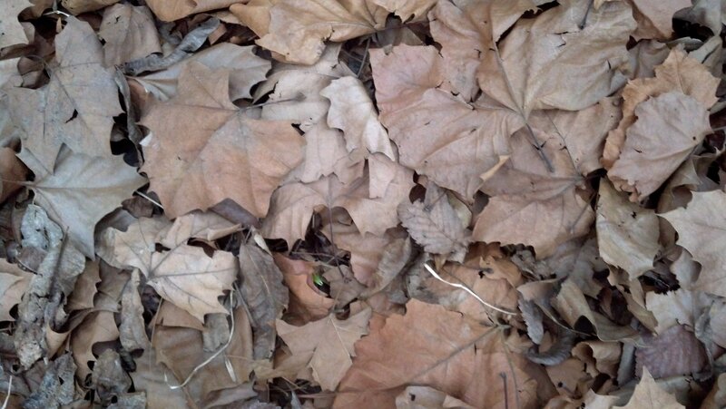 Dry Leaves on Ground