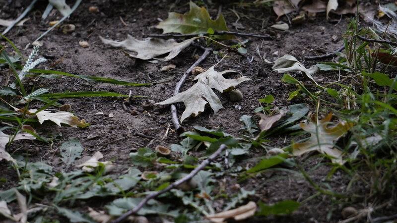 Dry Leaves on Soil