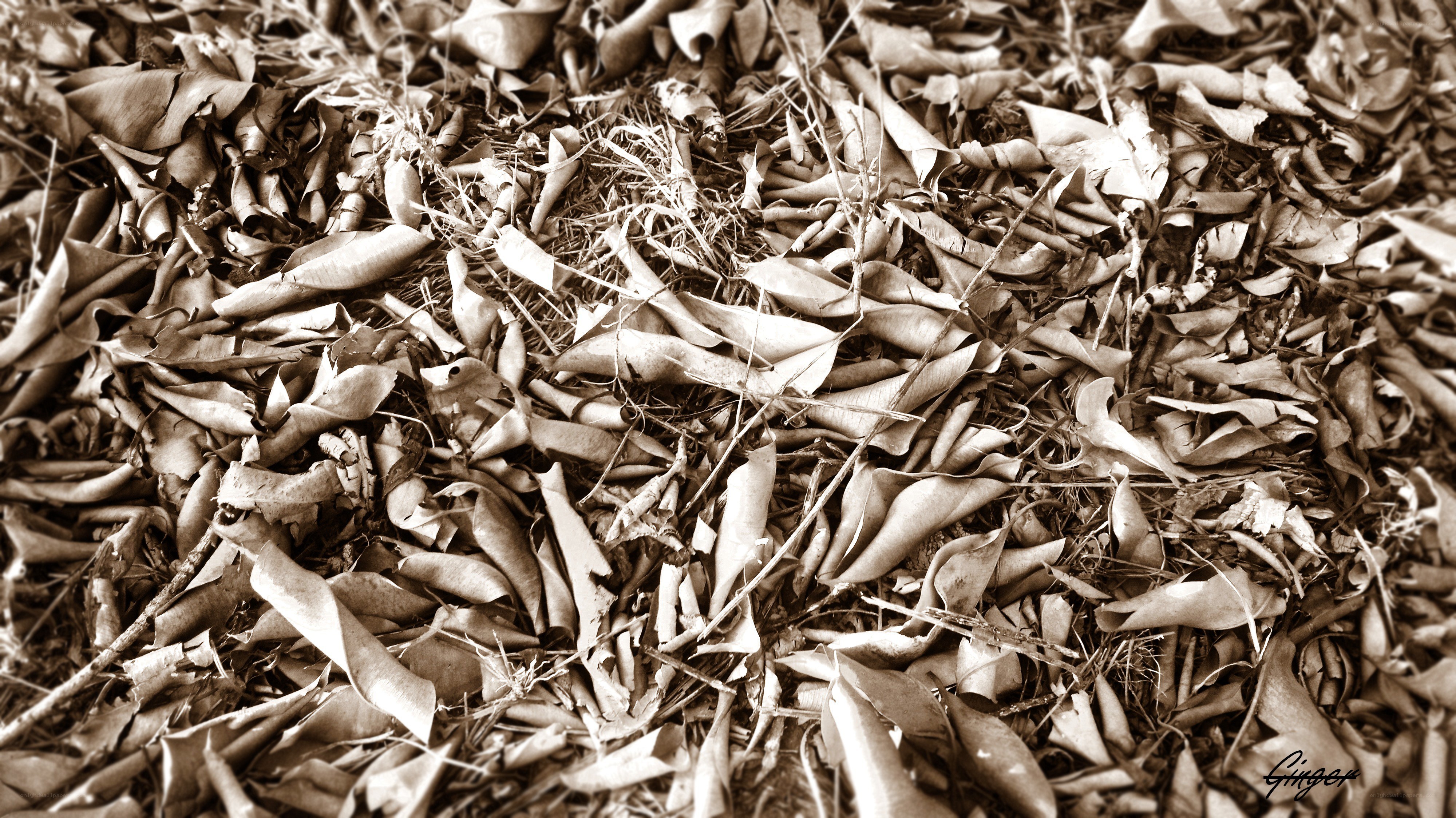 dry leaves on the ground