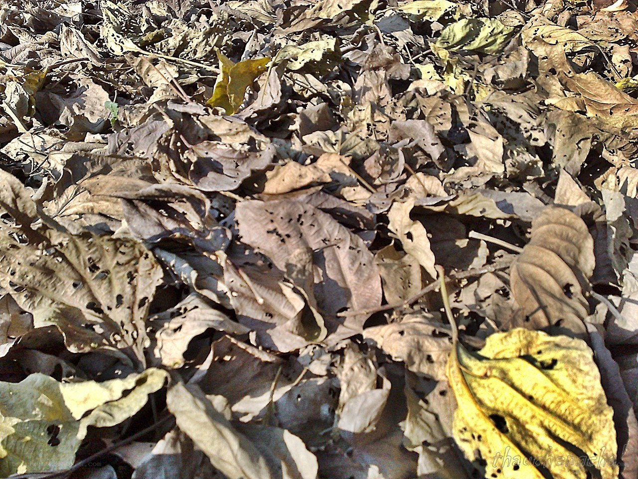dry leaves on the ground