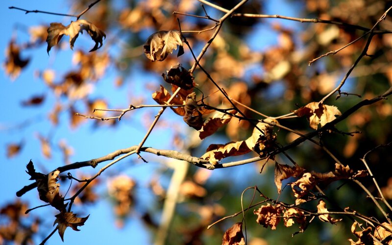 dry leaves on tree branches