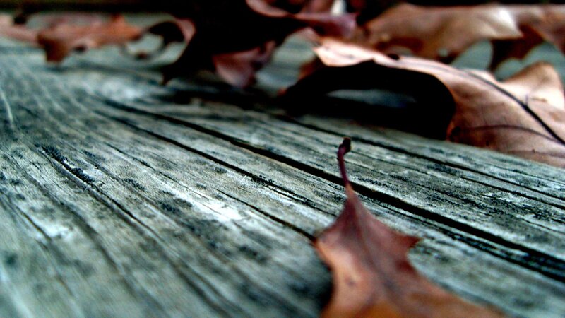 dry leaves on weathered wood