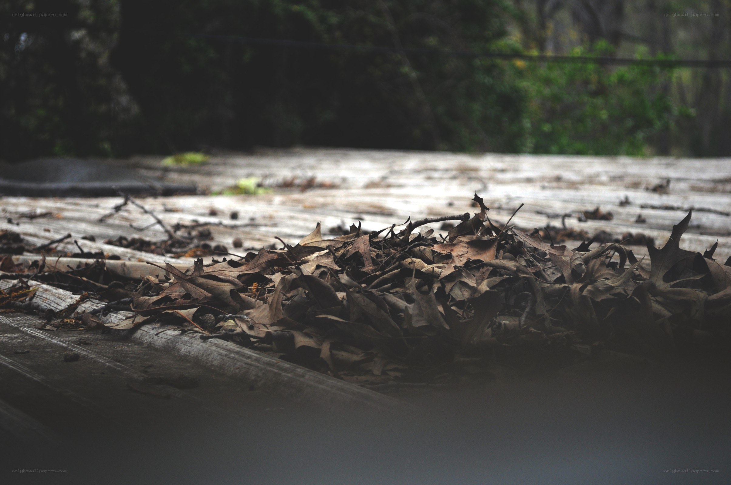 dry leaves on wooden surface