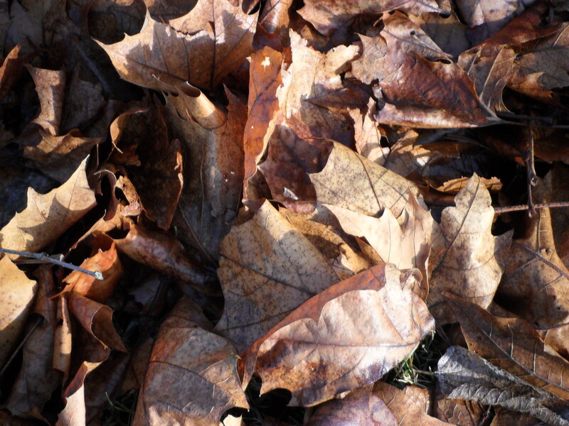 Dry Oak Leaves on Ground
