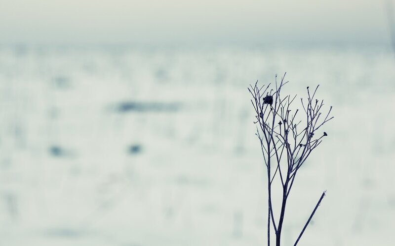 dry plant in snowy landscape