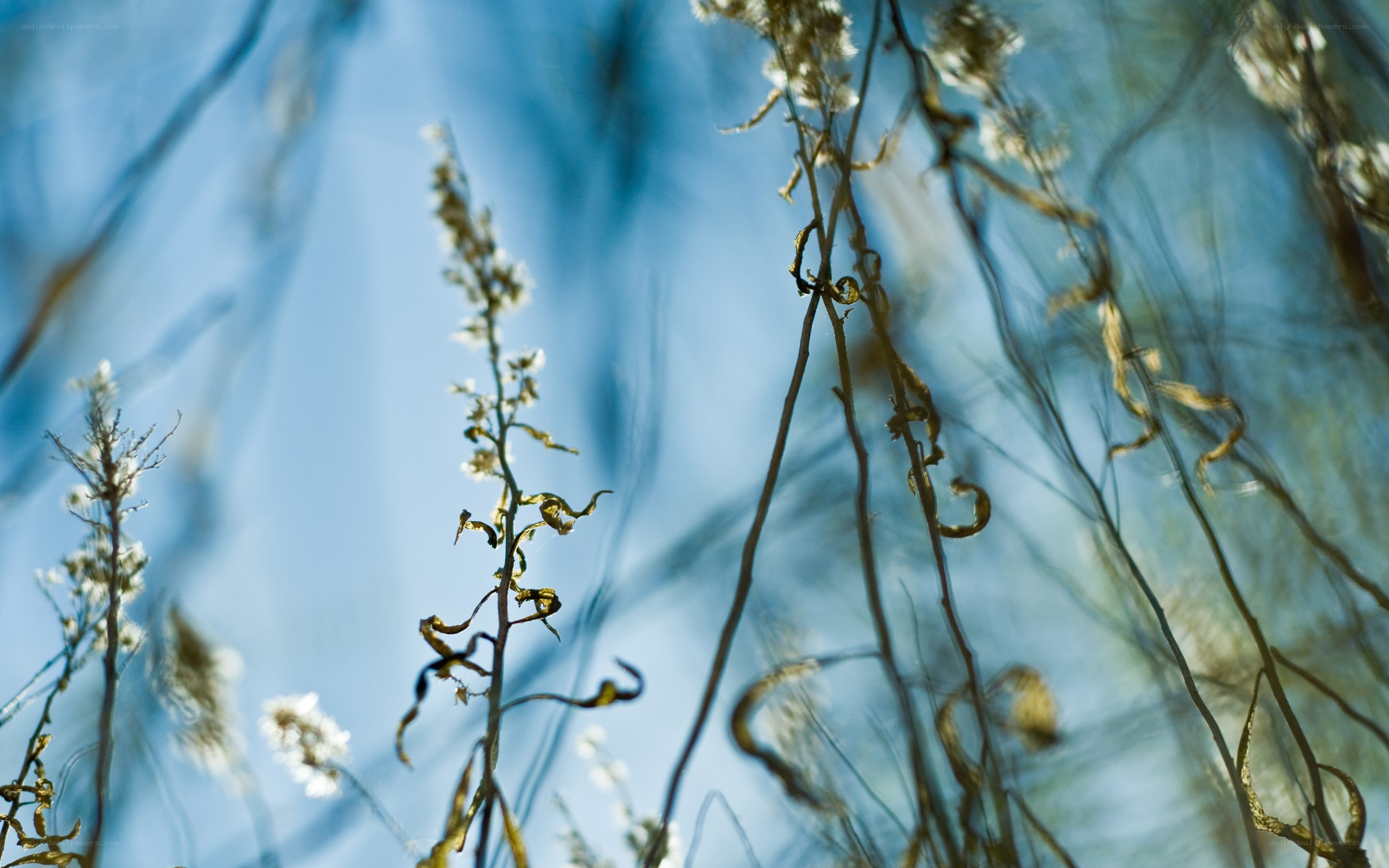 Dry plants against blue sky