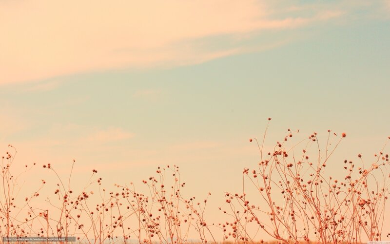 Dry plants against sunset sky