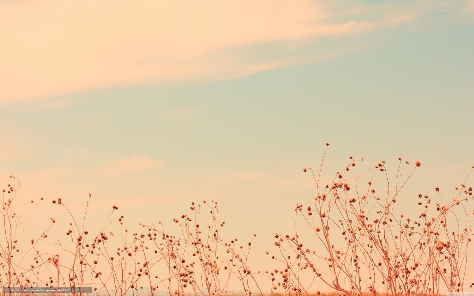Dry plants against sunset sky