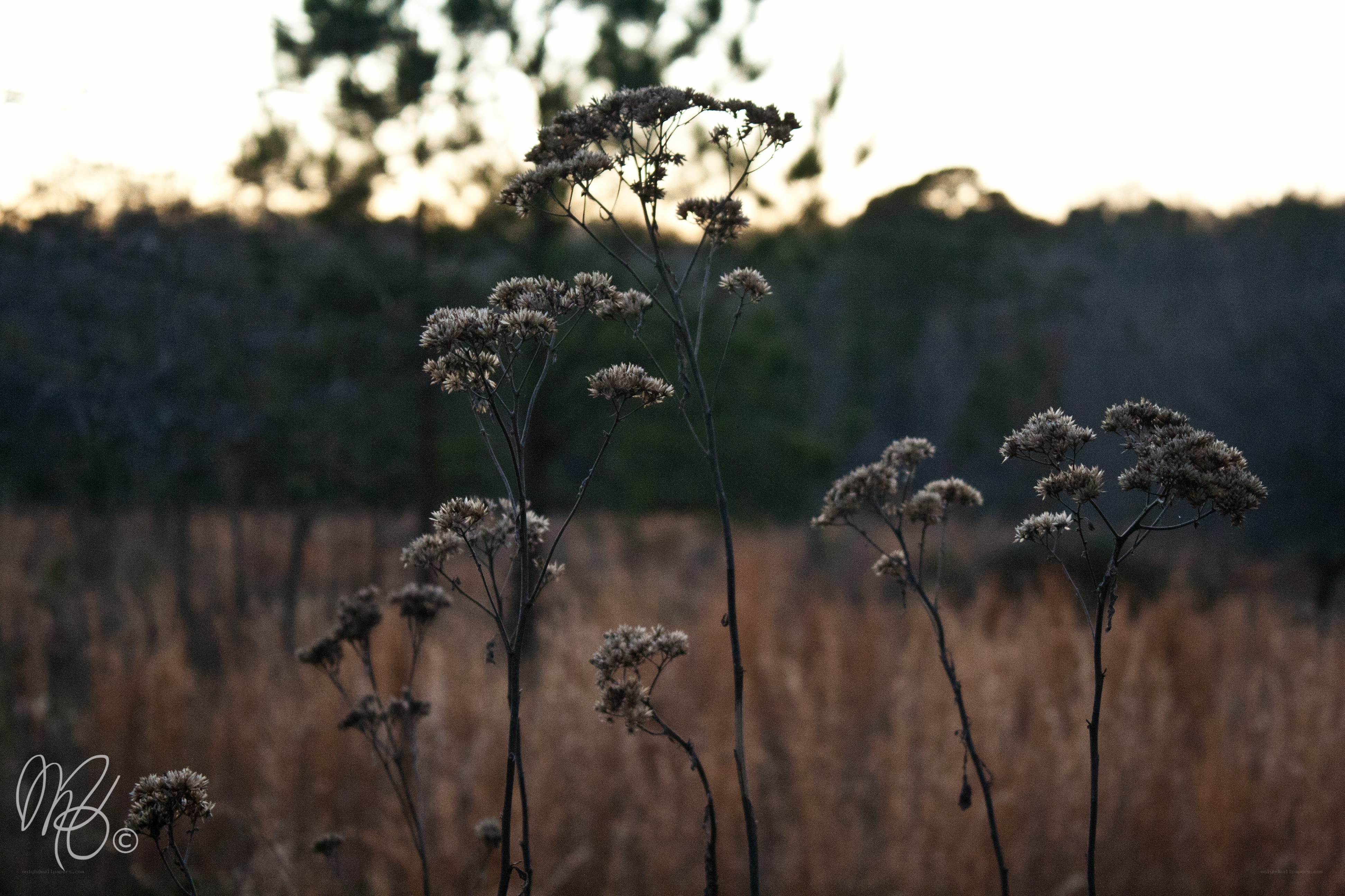 Dry plants at dusk
