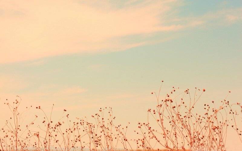 dry plants at sunset