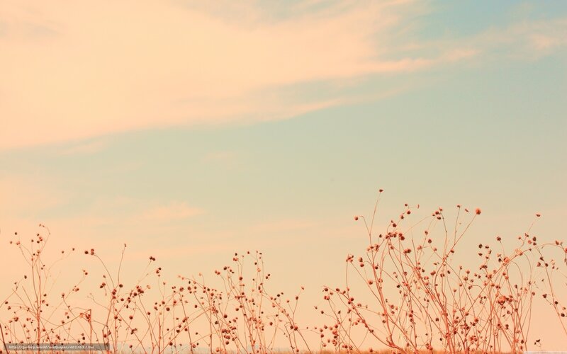 Dry plants at sunset
