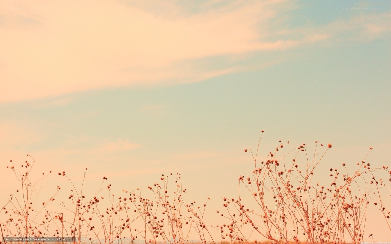 Dry plants at sunset
