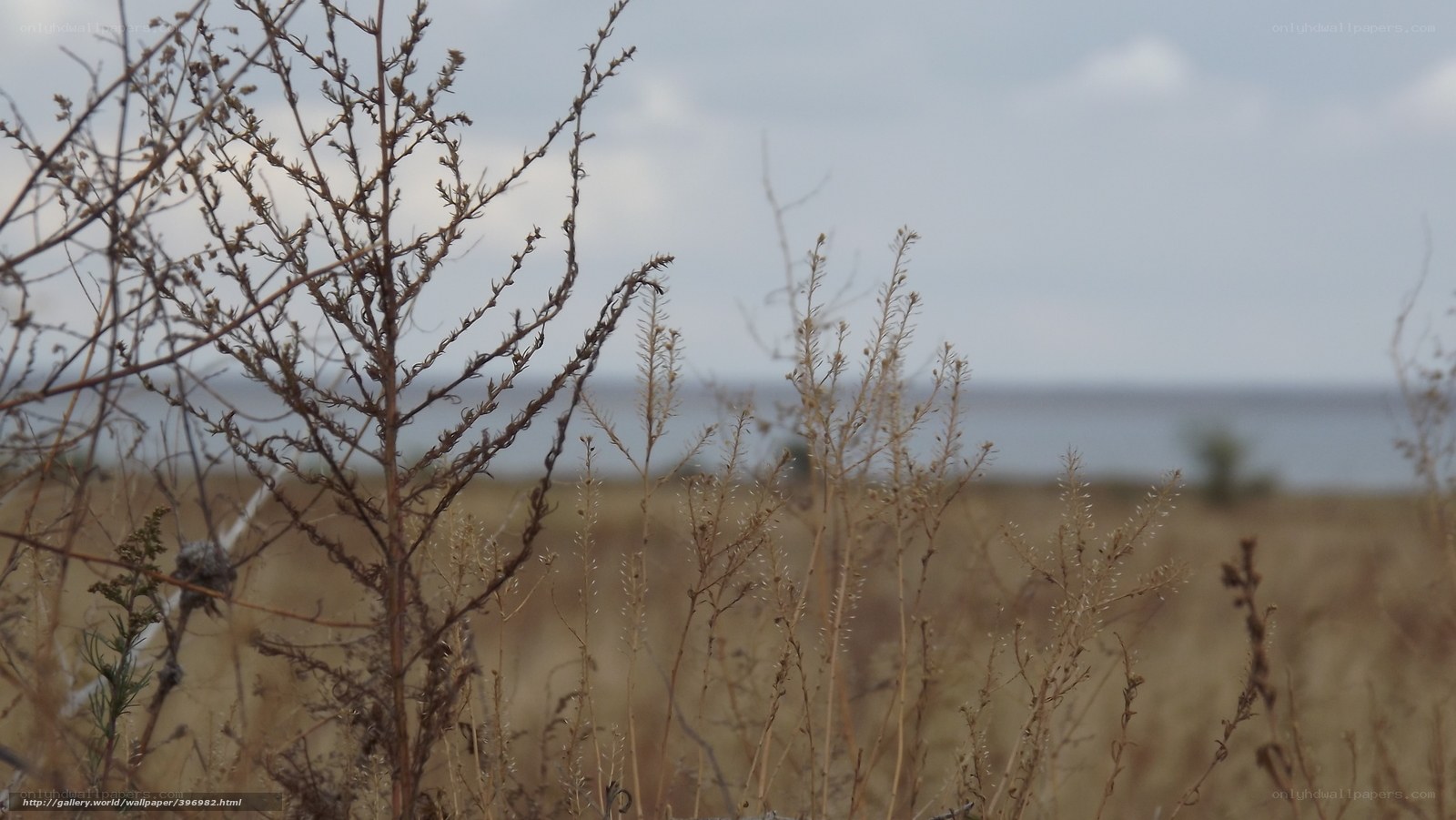 Dry plants near a lake