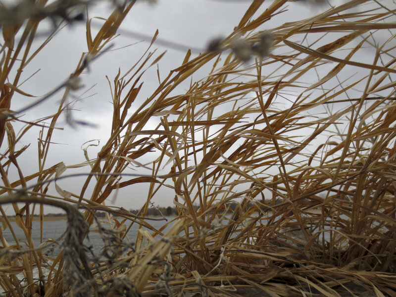 Dry Reeds by Water