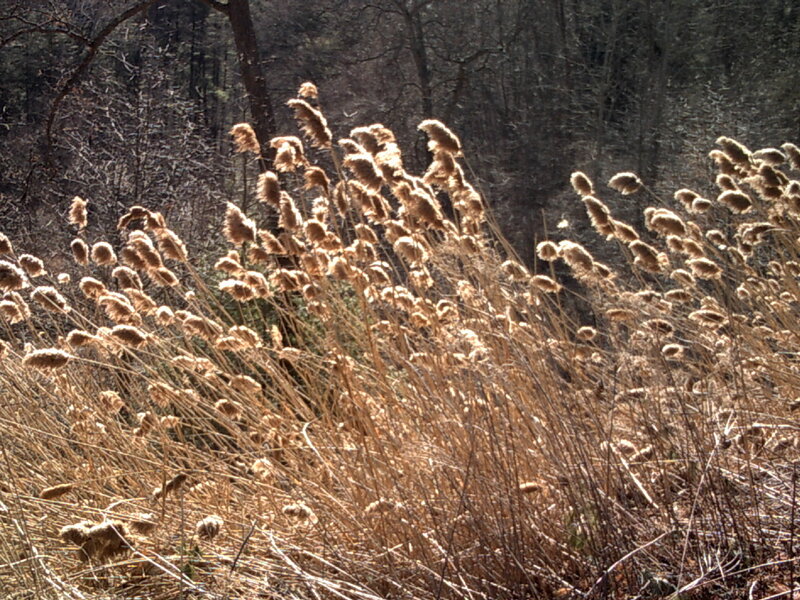 Dry reeds in a forest