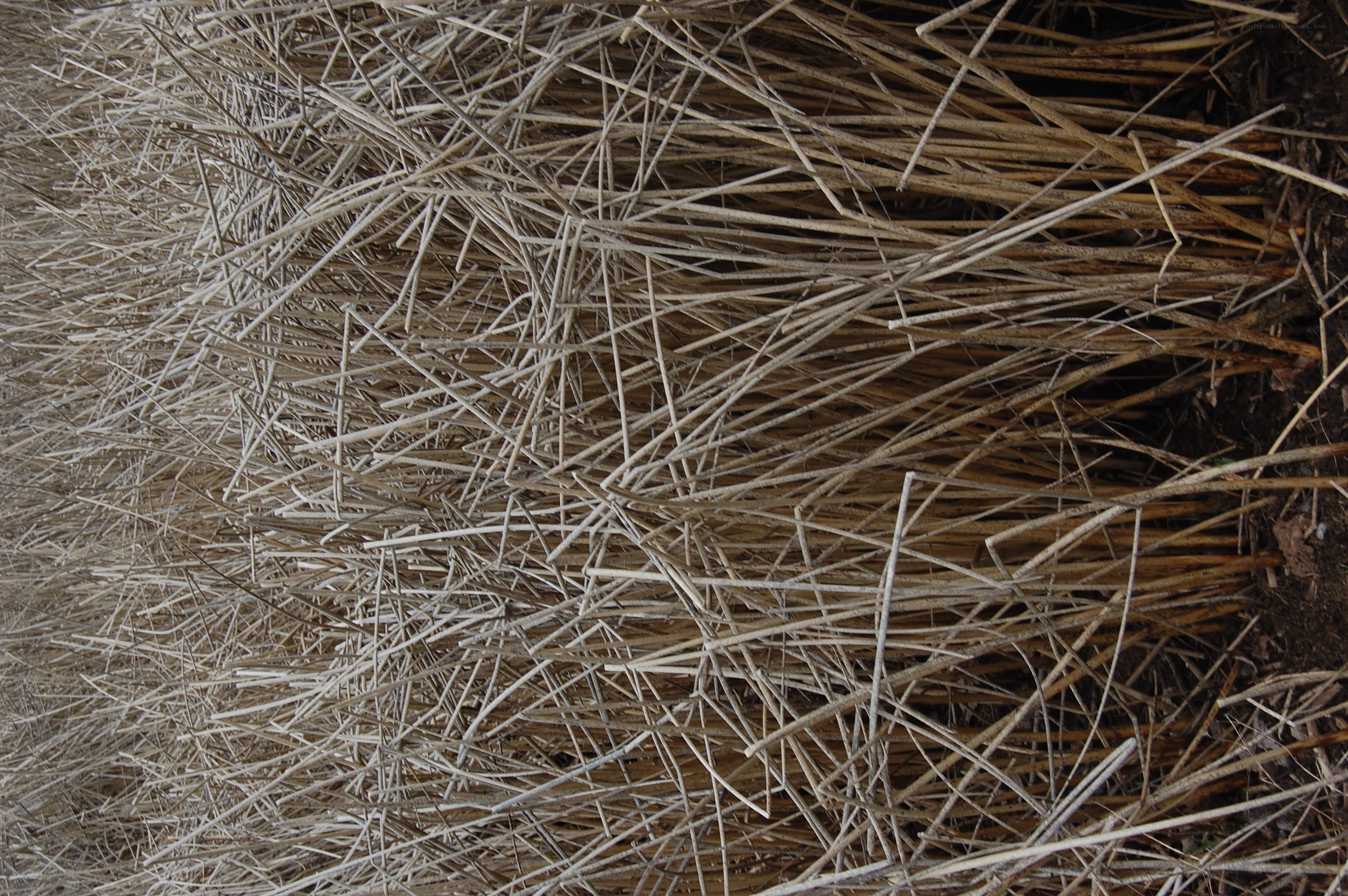 dry reeds in a pile