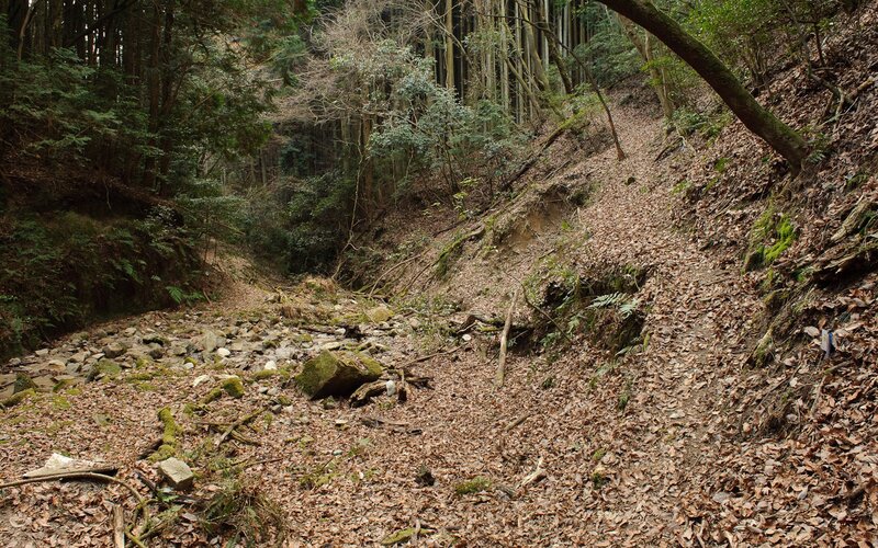 Dry Riverbed in Forest