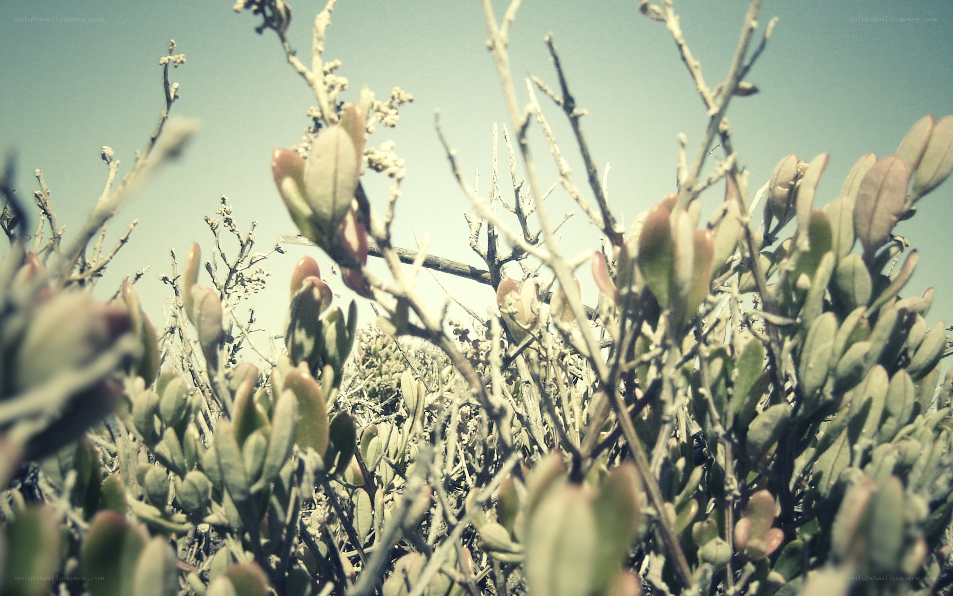 dry shrubbery under blue sky