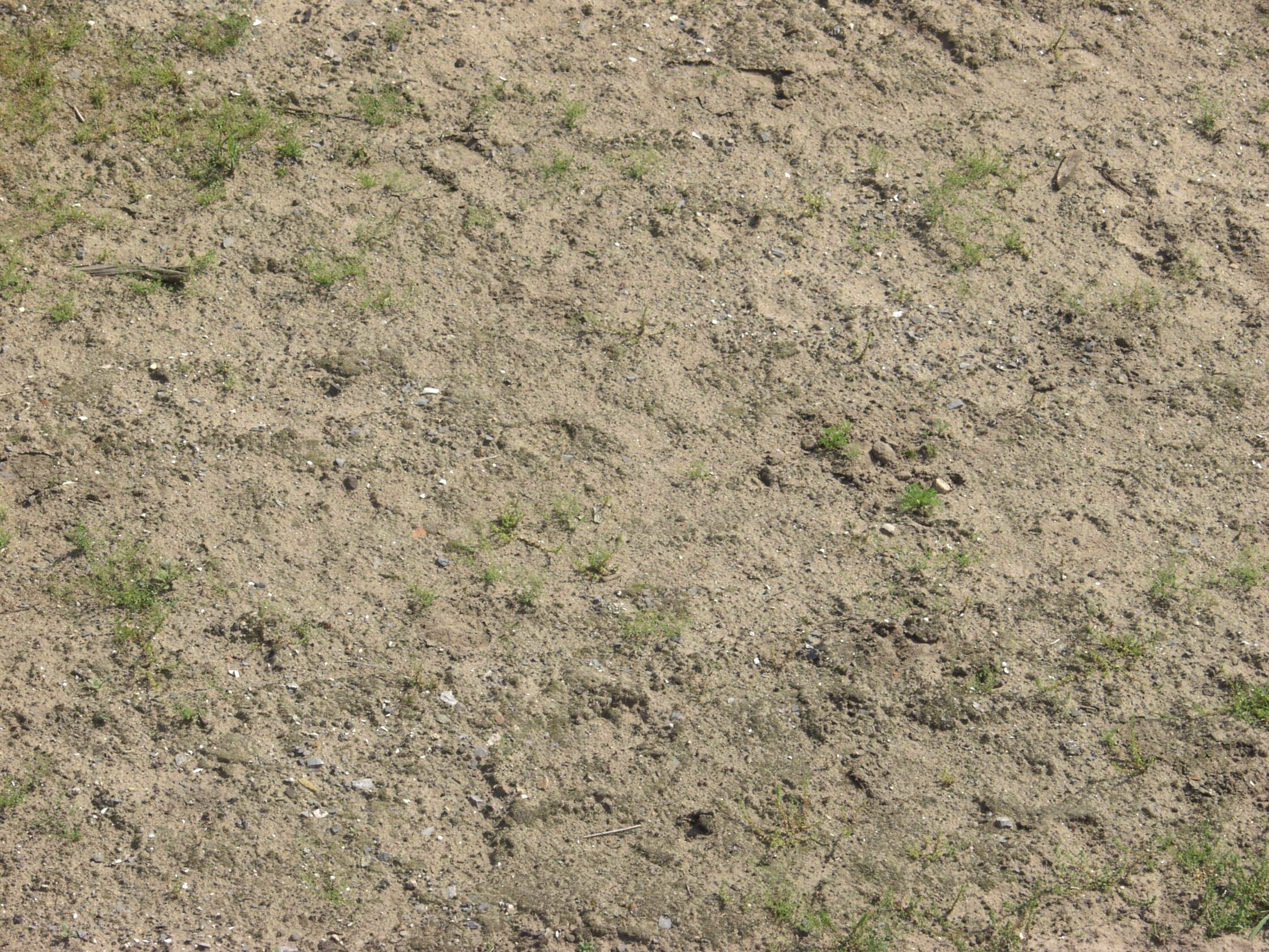 dry soil with sparse grass