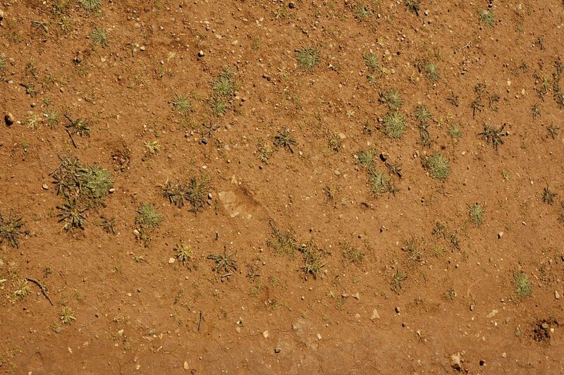 dry soil with sparse plants