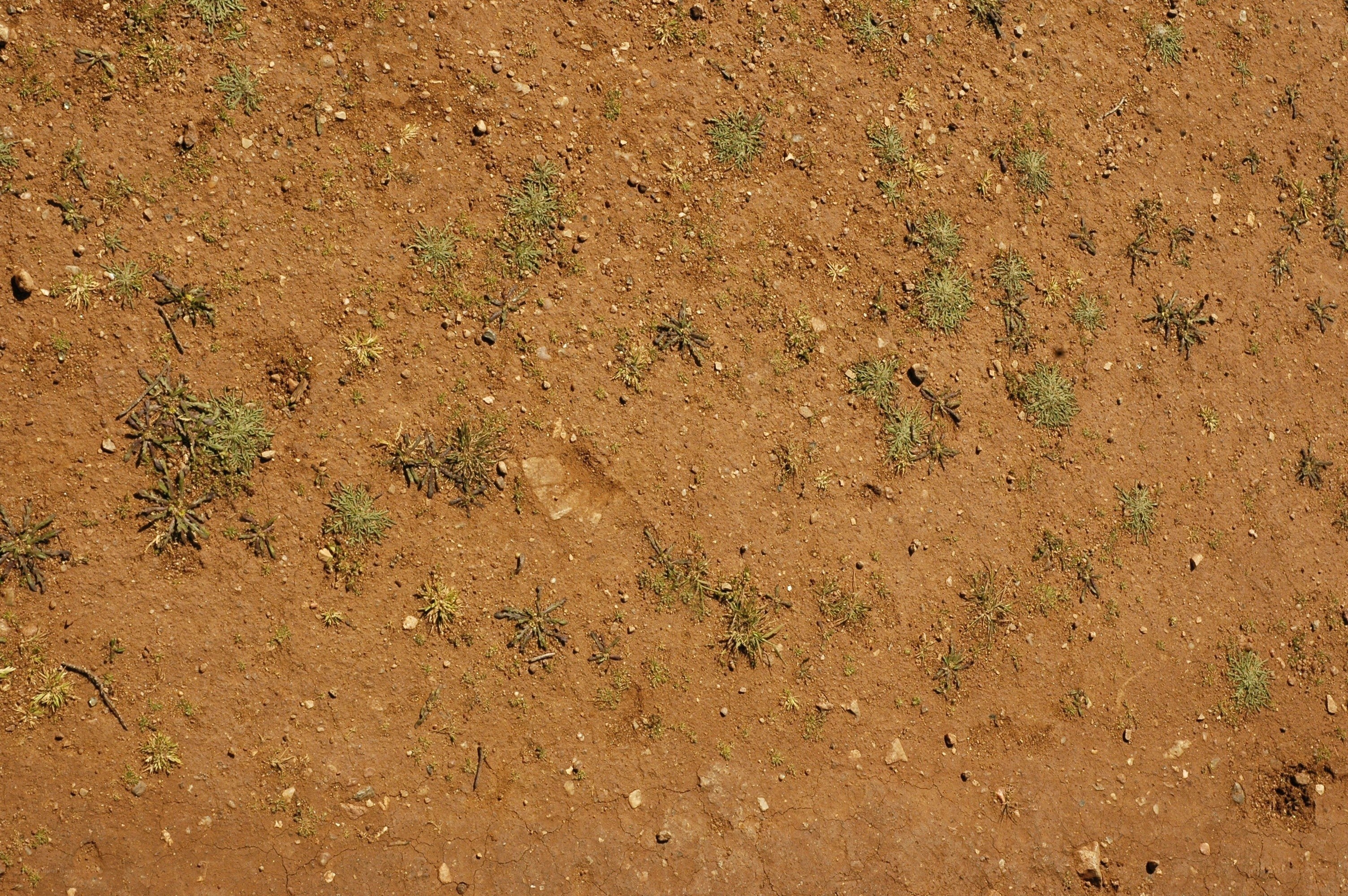 dry soil with sparse plants