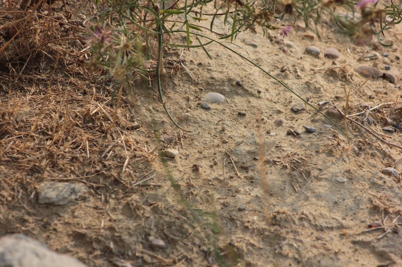 dry soil with sparse vegetation